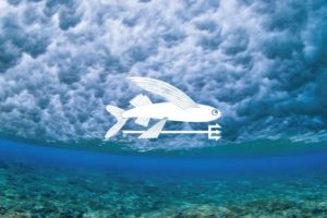 芝田満之 写真集 ２冊セット Calling the Sea (コーリングザシー) | 芝田 満之 |本 | 通販